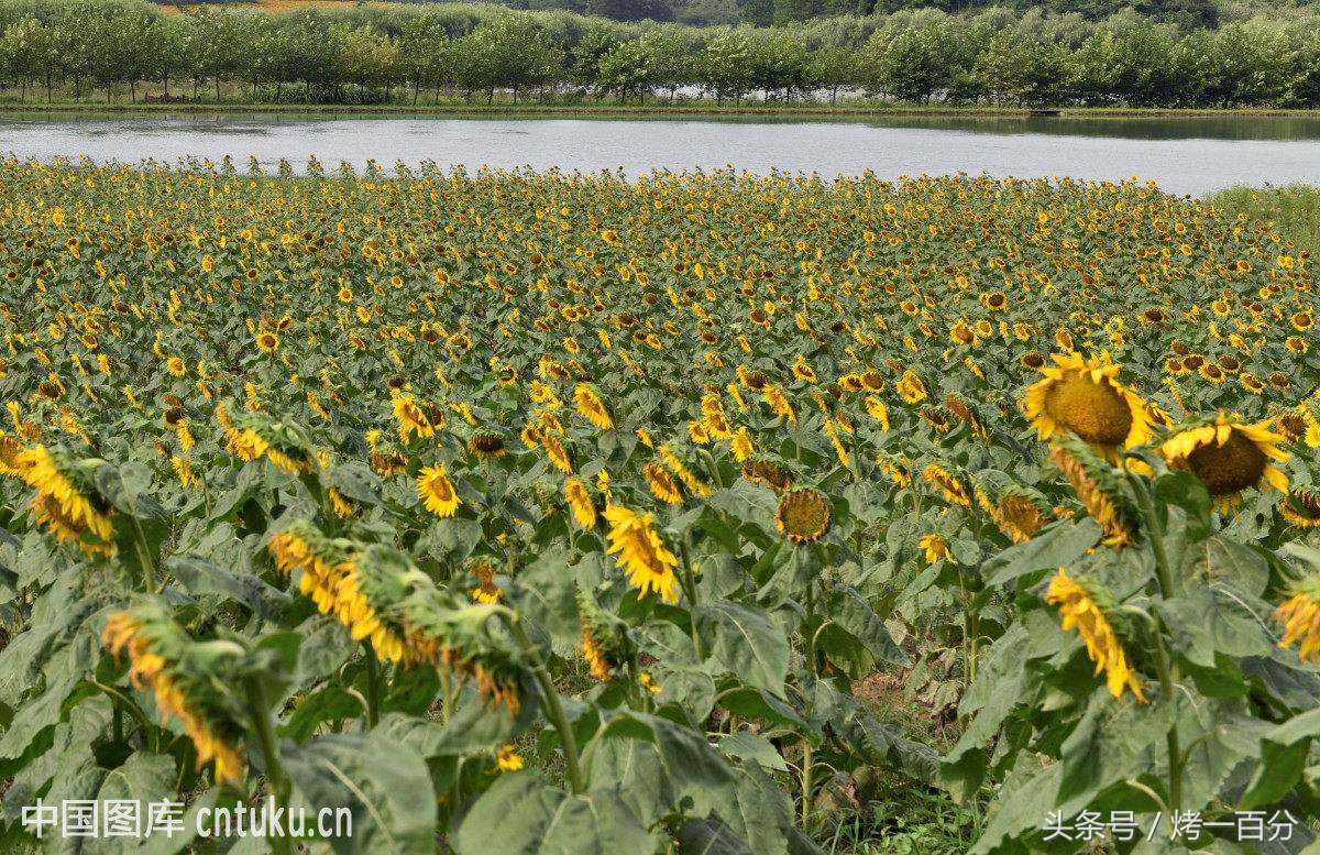 重庆旅游景点推荐排行榜,重庆旅游景点推荐学生