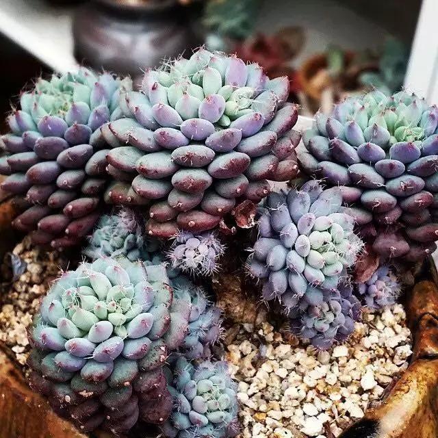 肉友推荐养的多肉植物,国外肉友养的多肉