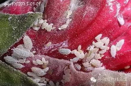 多肉蜗牛虫害怎么杀灭,多肉虫害症状及治疗