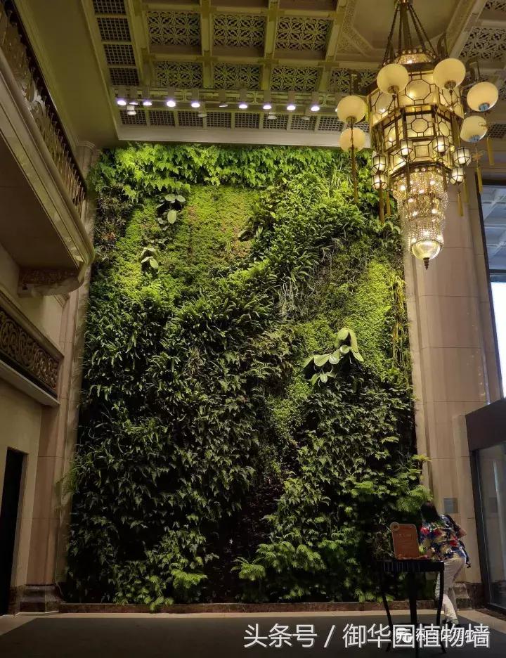 植物大战僵尸之父是中国人,植物墙创始人