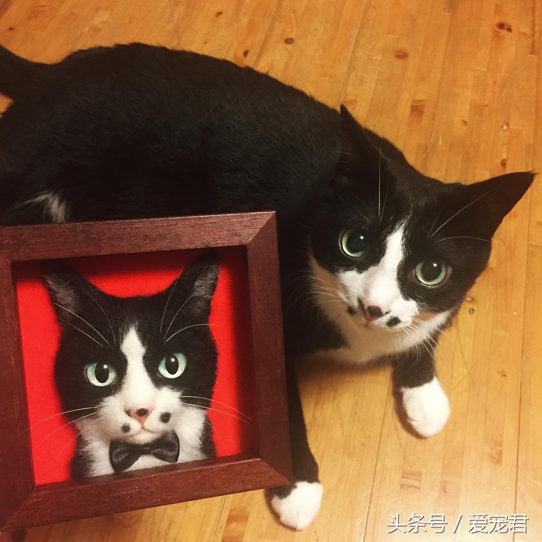 如何快速与胆小新猫咪建立感情,怎样和胆小的猫咪建立信任