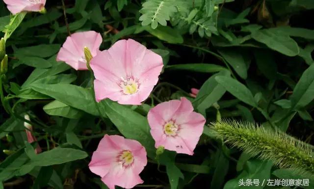 100种室内植物大全,户外小景观植物大全