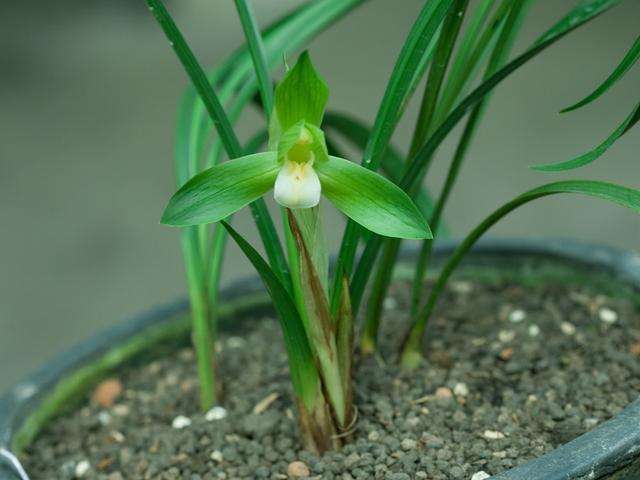 最贵的天价兰花图片,真正的天价兰花图片