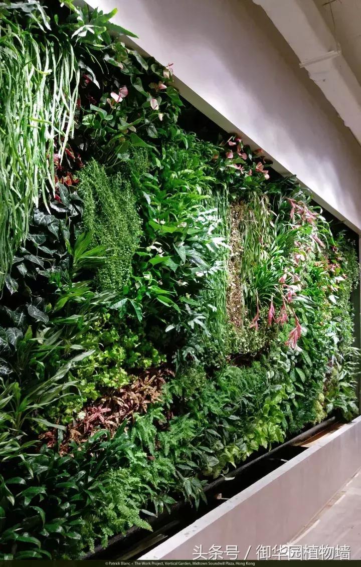 他曾说过：每一面植物墙都是一个花园……