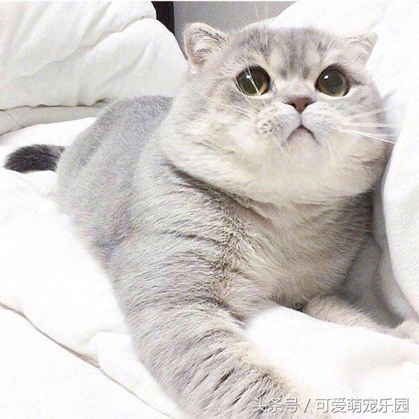 澶ц劯鐚殑鐑︽伡,澶ц劯鐚殑鐑︽伡瑙h