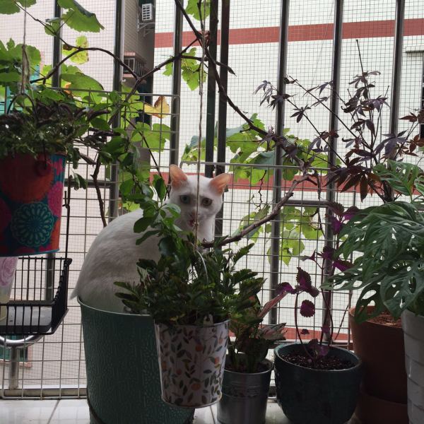 深圳有十几栋房子的90后女房东,90后女孩深圳租房