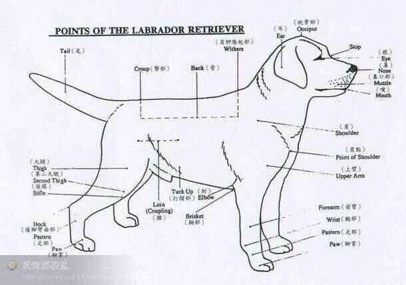拉布拉多的身高体重标准是多少,七个月的拉布拉多体重应该多少