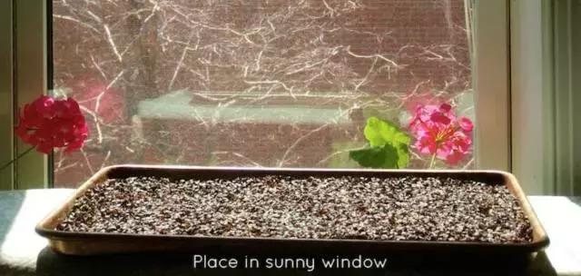 网红乳胶枕怎么选？爸妈喜欢的荞麦枕一点也不土｜双11扫货