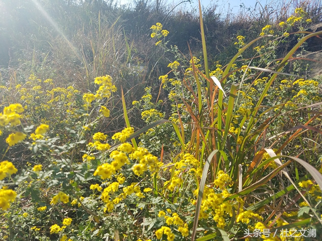 描写秋天野菊花灿烂的七言诗句,描写野菊花的唯美诗句