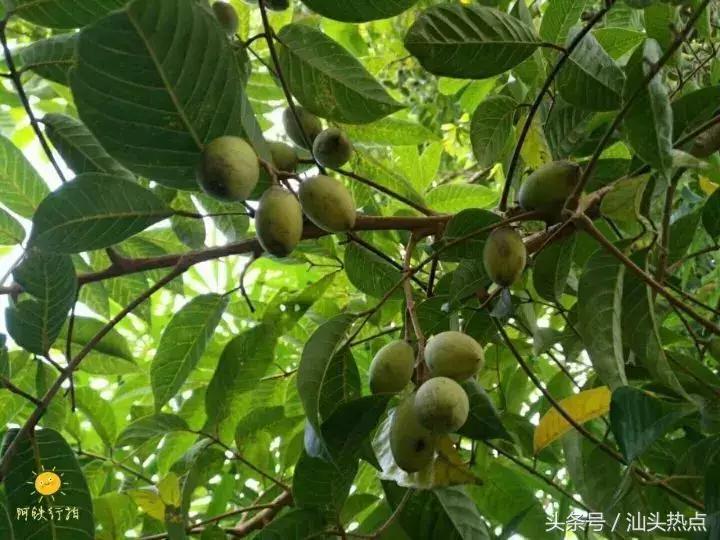 潮汕的水果有哪几种,潮汕特色野果是什么水果