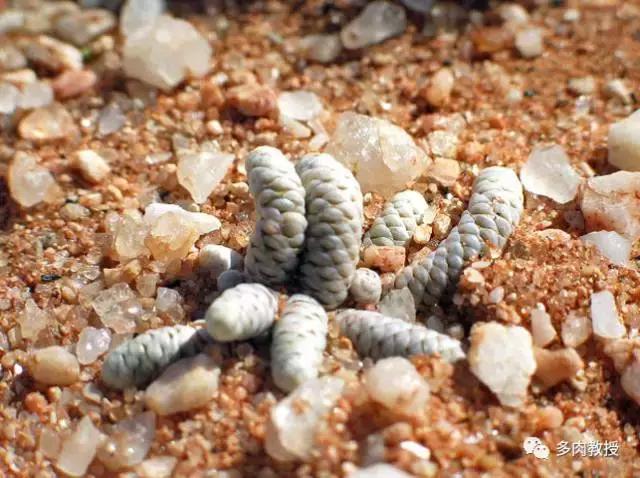 大连多肉在野外的生长环境,常见的一些多肉品种