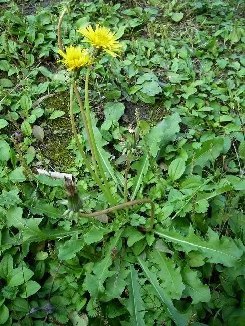开春挖野菜教你轻松识别18种野菜,您知道春季最养肝护肝的野菜吗