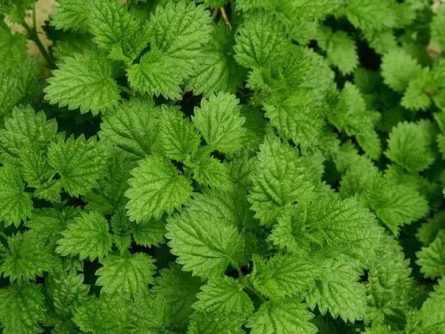 开春挖野菜教你轻松识别18种野菜,您知道春季最养肝护肝的野菜吗