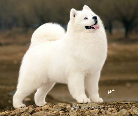 萨摩耶刚满月有泪痕怎么去除,萨摩耶泪痕重是因为什么