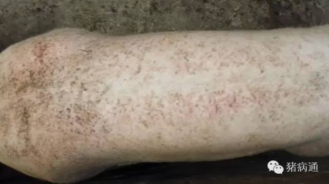 母猪奶水少小猪大小不一怎么办,母猪长痘怎么处理