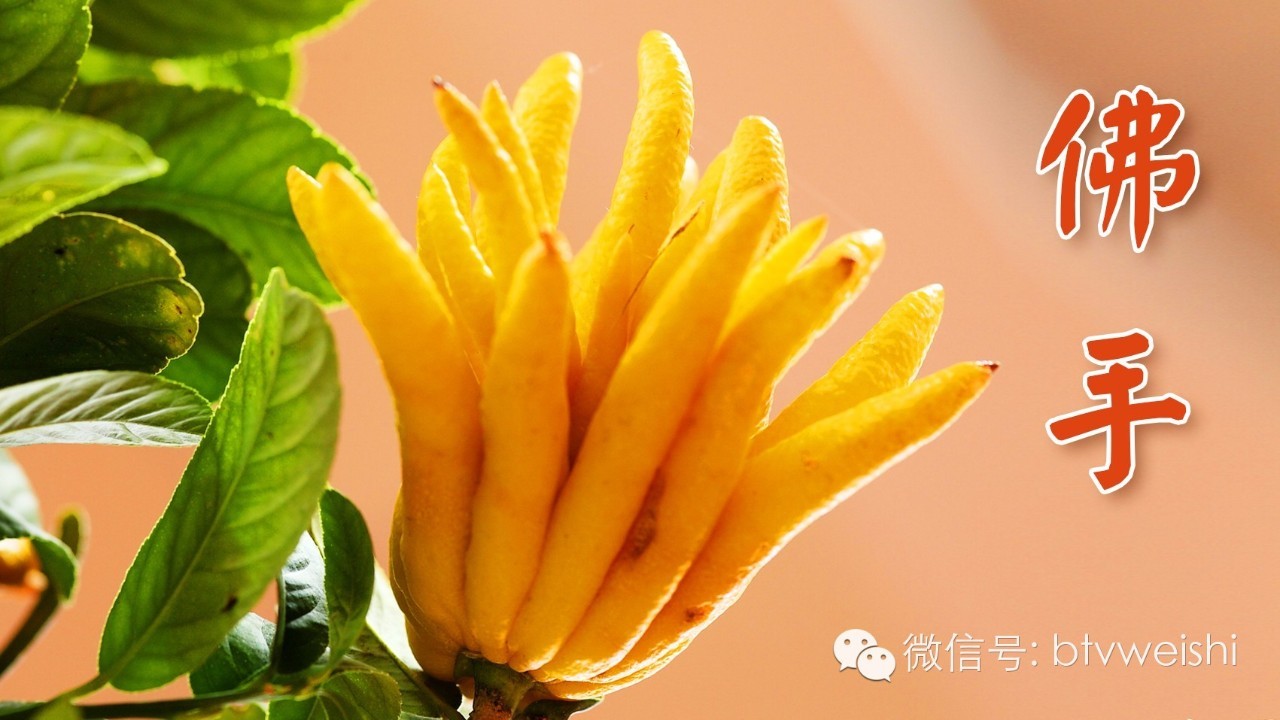 北京卫视养生堂活血化瘀三宝,养生堂名老中医调脾胃