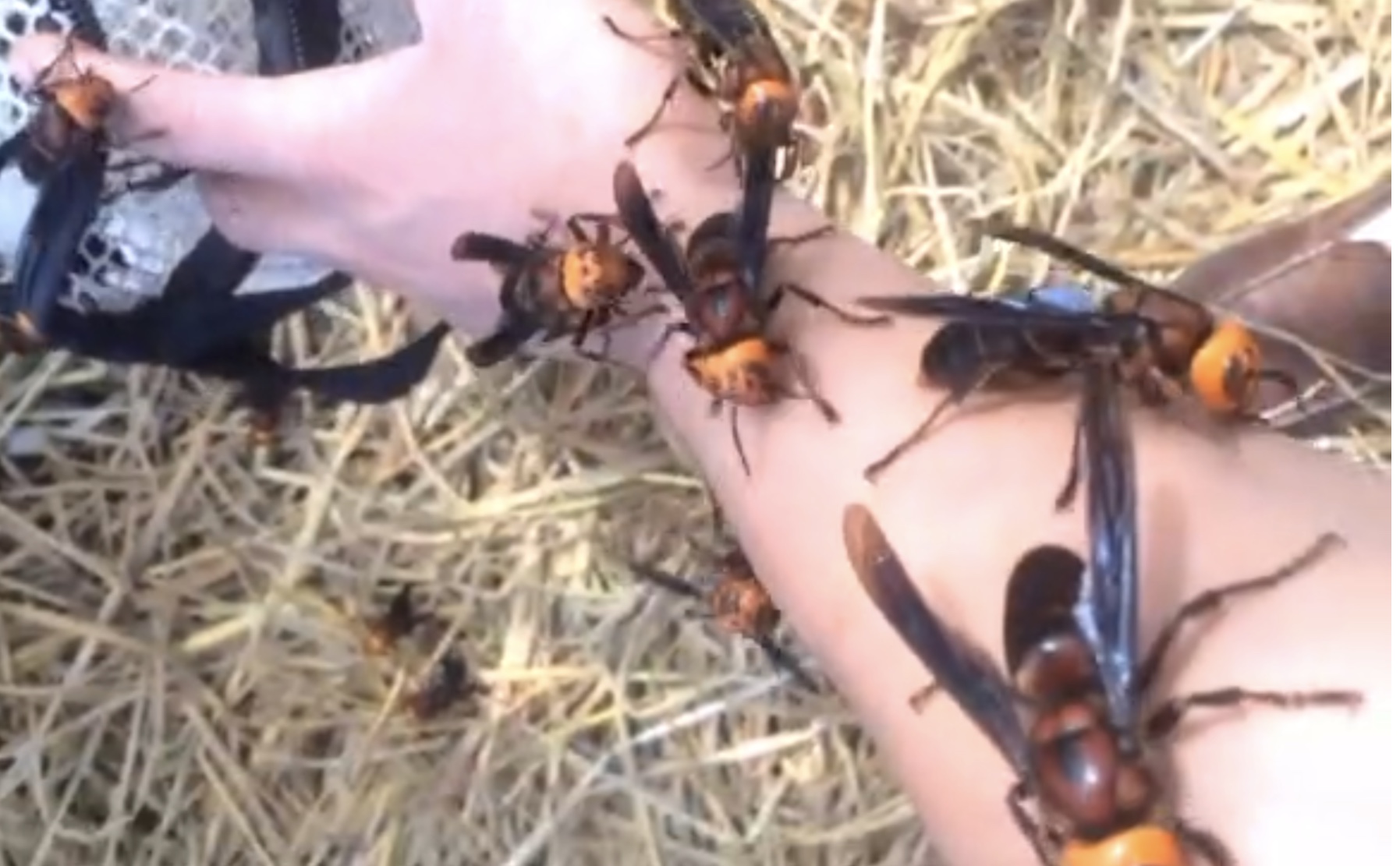 挖虎头蜂出意外,小伙上山采药在山洞里遇到人参