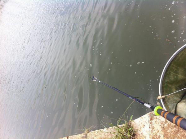 湛江千人钓鱼视频,疯狂钓鱼人钓到了最大的鱼