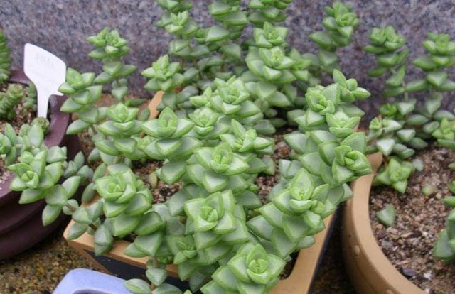 农村种植这10种树最能赚钱,农村种植什么最赚钱又不愁销路