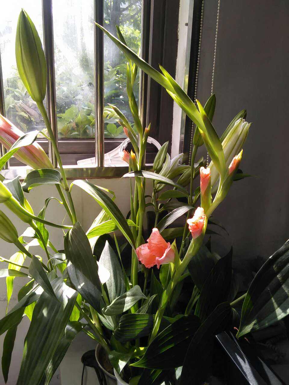 花盆的鲜花如何延长开放时间,如何让花卉开放持久