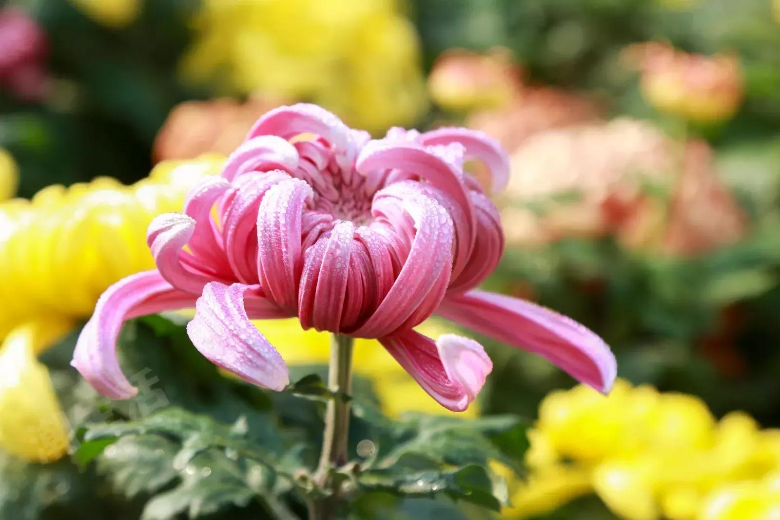 成都有哪些优惠,在成都能享受到什么