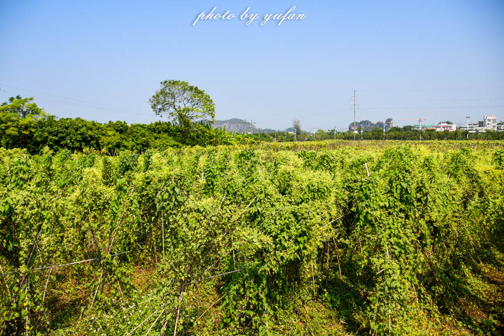 实拍农村常见38种中草药植物,我们身边的中药花草有哪些