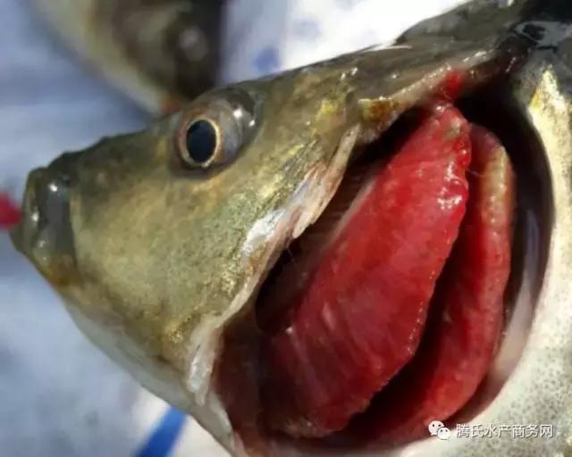 冬季锦鲤鱼病防治,鲤鱼越冬综合征怎么治疗