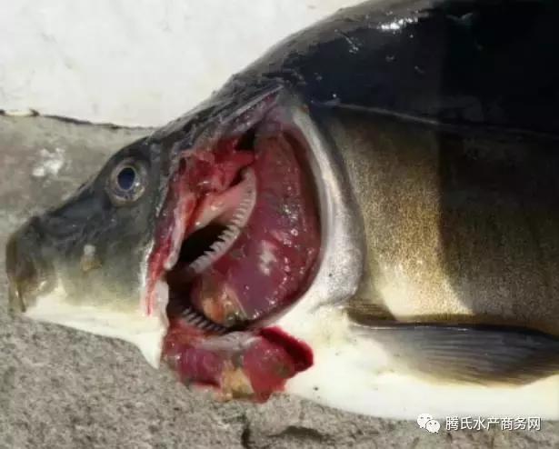 冬季锦鲤鱼病防治,鲤鱼越冬综合征怎么治疗