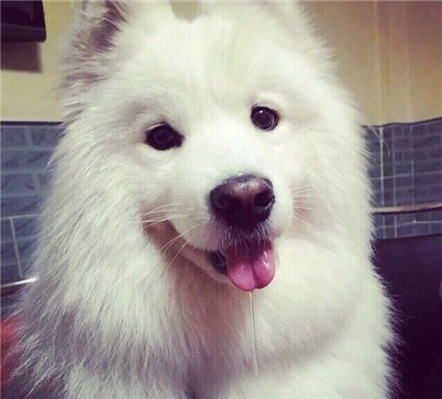 银狐犬和萨摩的区别有哪些？养银狐犬还是萨摩好？