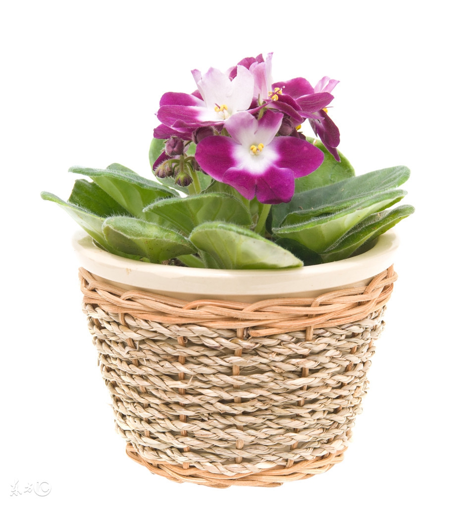 爆盆、开花不断｜美丽可人的非洲紫罗兰，一下就俘获女生的芳心了