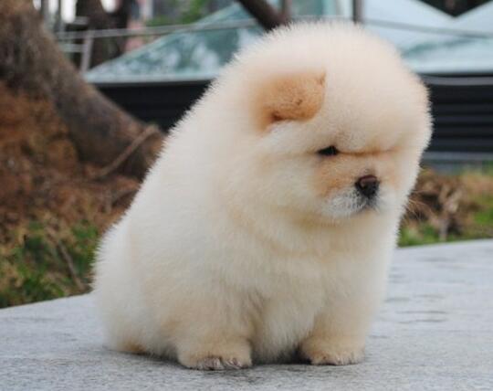 松狮感冒,松狮呼吸道感染最佳用药