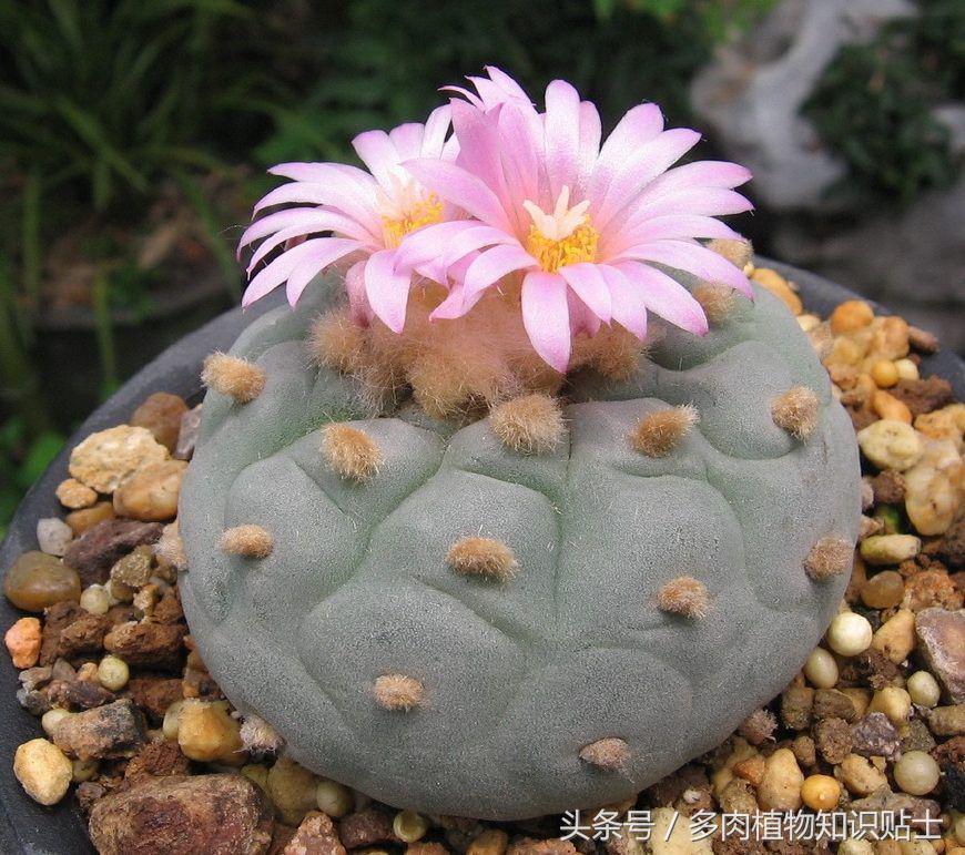 国外买植物,在外面买植物几块钱一盆多肉好