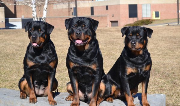 立耳黑狗是什么品种,白色带黑斑点的狗是什么品种