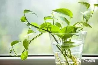 怎样养绿萝花知识大全,绿萝的数学知识