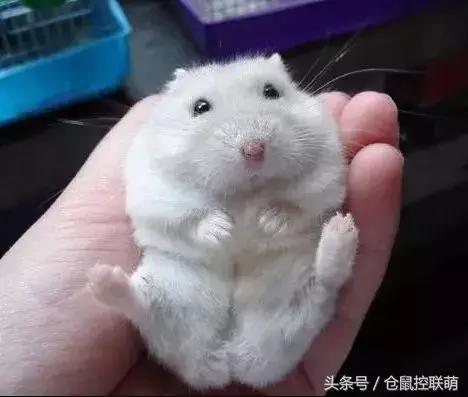 仓鼠怎么才能让它乖乖躺手,如何让仓鼠躺手且不咬手