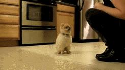 抱紧我你就不冷啦,暖心汪星人就是这么关心自己的主人!