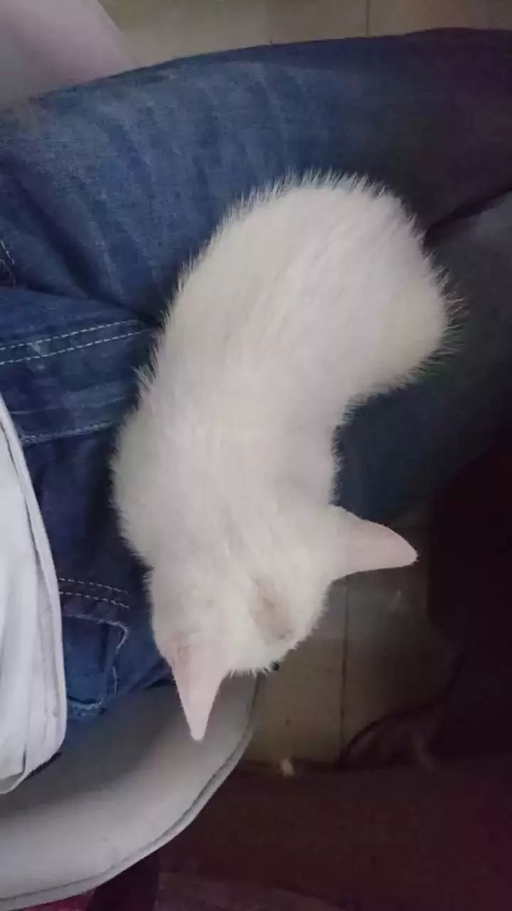 玳瑁猫最丑的猫,玳瑁猫长得好凶