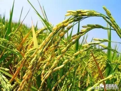 古为皇家贡米，今上国际餐桌！吃大米请您认准松原出品，一般人我不告诉他……