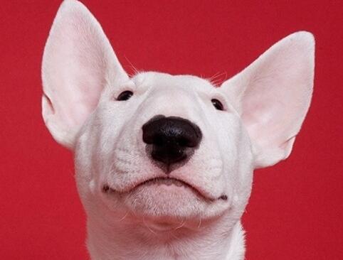 牛头梗气味重吗,牛头梗掉毛体味严重