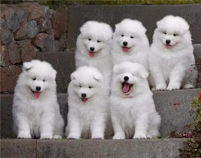 银狐犬和萨摩的区别有哪些？养银狐犬还是萨摩好？