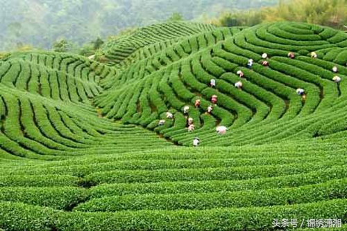衡南县湘黄鸡,衡南县的湘黄鸡