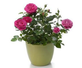 盆栽玫瑰花怎么剪枝,盆栽玫瑰花的剪枝方法