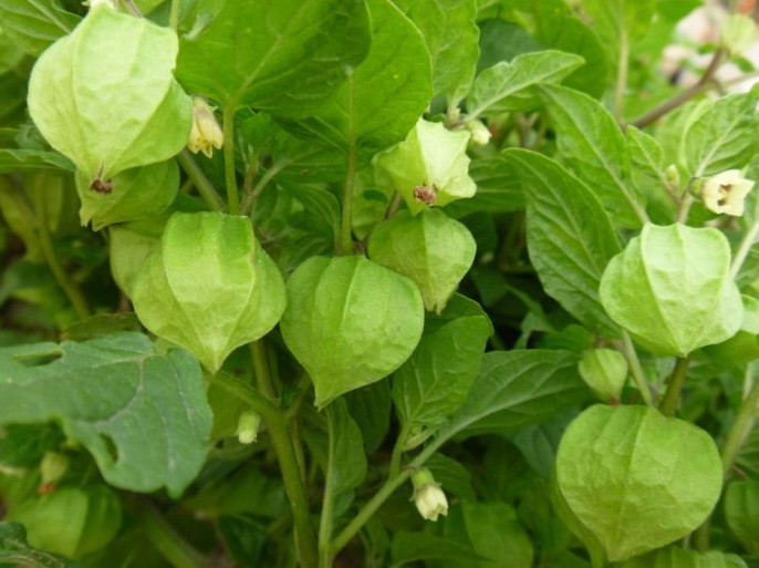 富含维生素b的果蔬排名,含维生素b的食物水果排行榜表