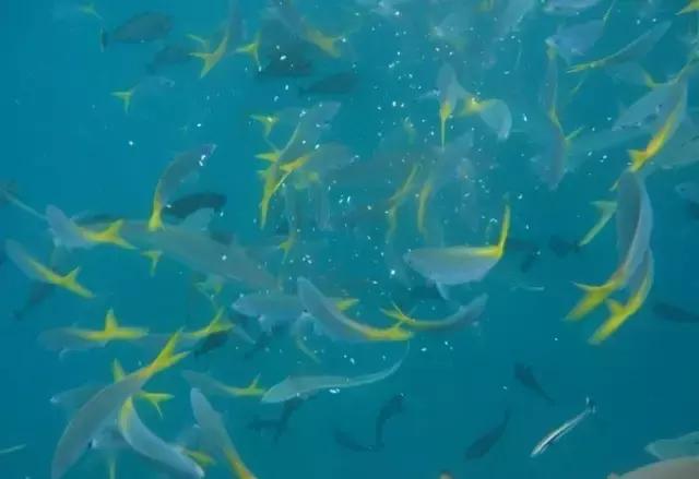 帕劳归来不看海视频,帕劳归来不看海