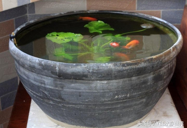 金鱼正确的养法,金鱼的正确养法视频