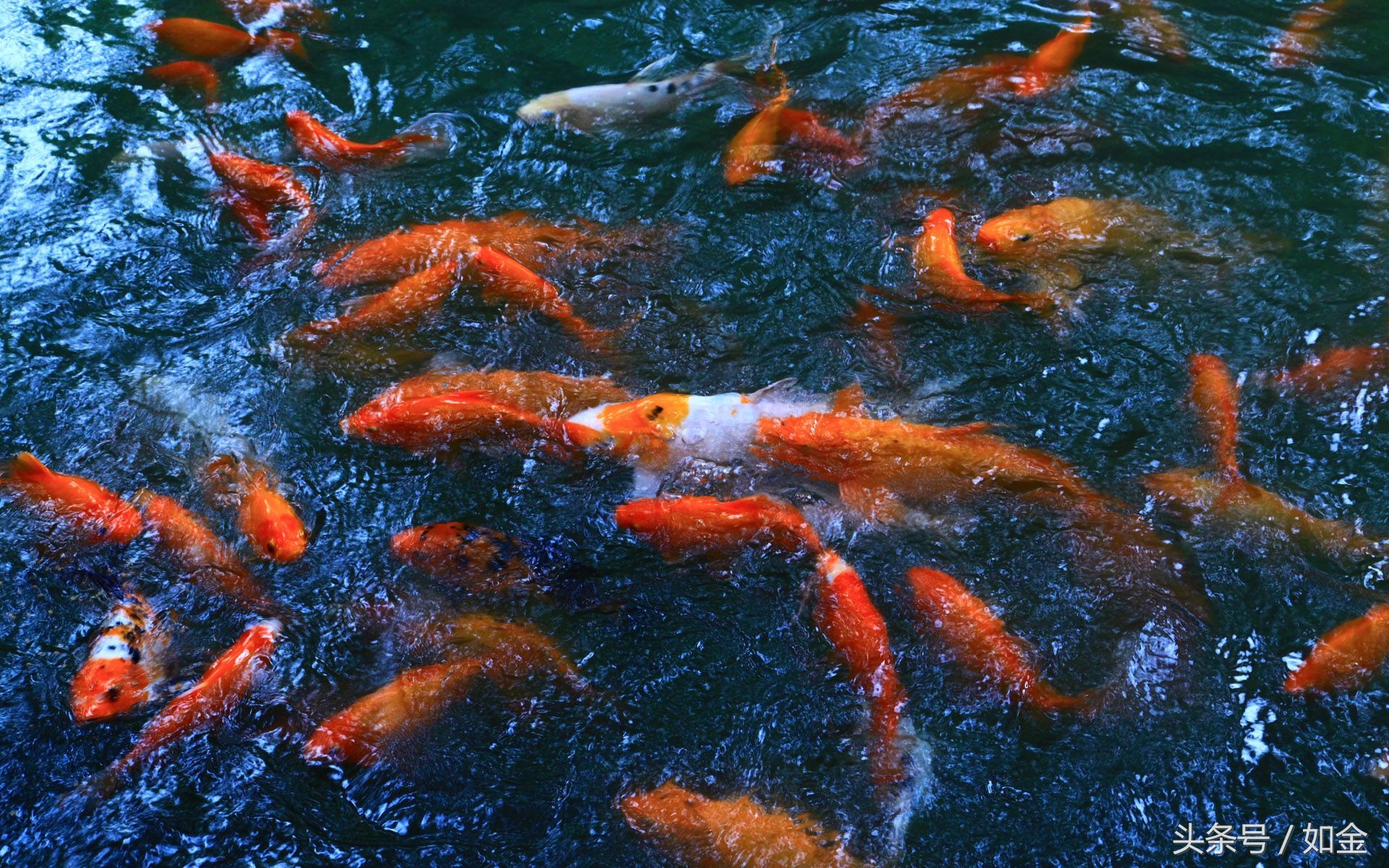 热带鱼炸鳞病的防治,鱼儿鳞病是怎么引起的