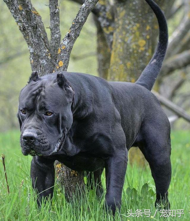 加纳利等于“杀人犬”？猛犬威慑外表和凶猛往往背负着就是非议