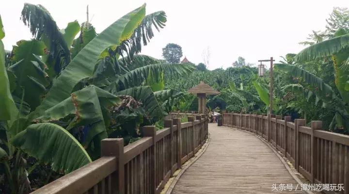 漳州五大名花十大名果,漳州最好的黄金果