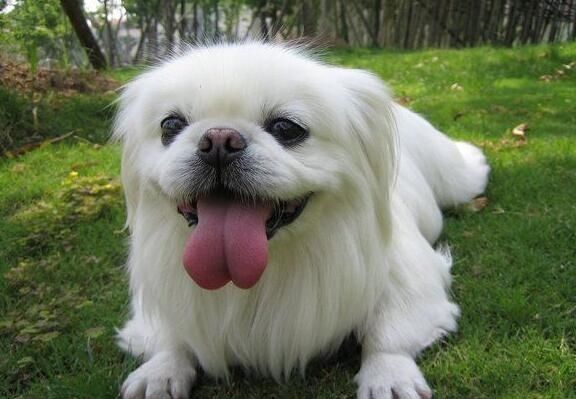 狗狗的品种以及品种的遗传病，*友狗**们要多加注意啊！