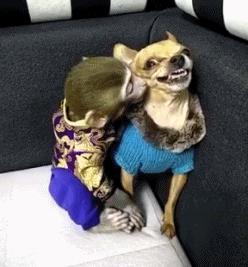 衣服穿的太脏如何轻松洗掉,白色衣服染上火龙果怎样快速洗掉